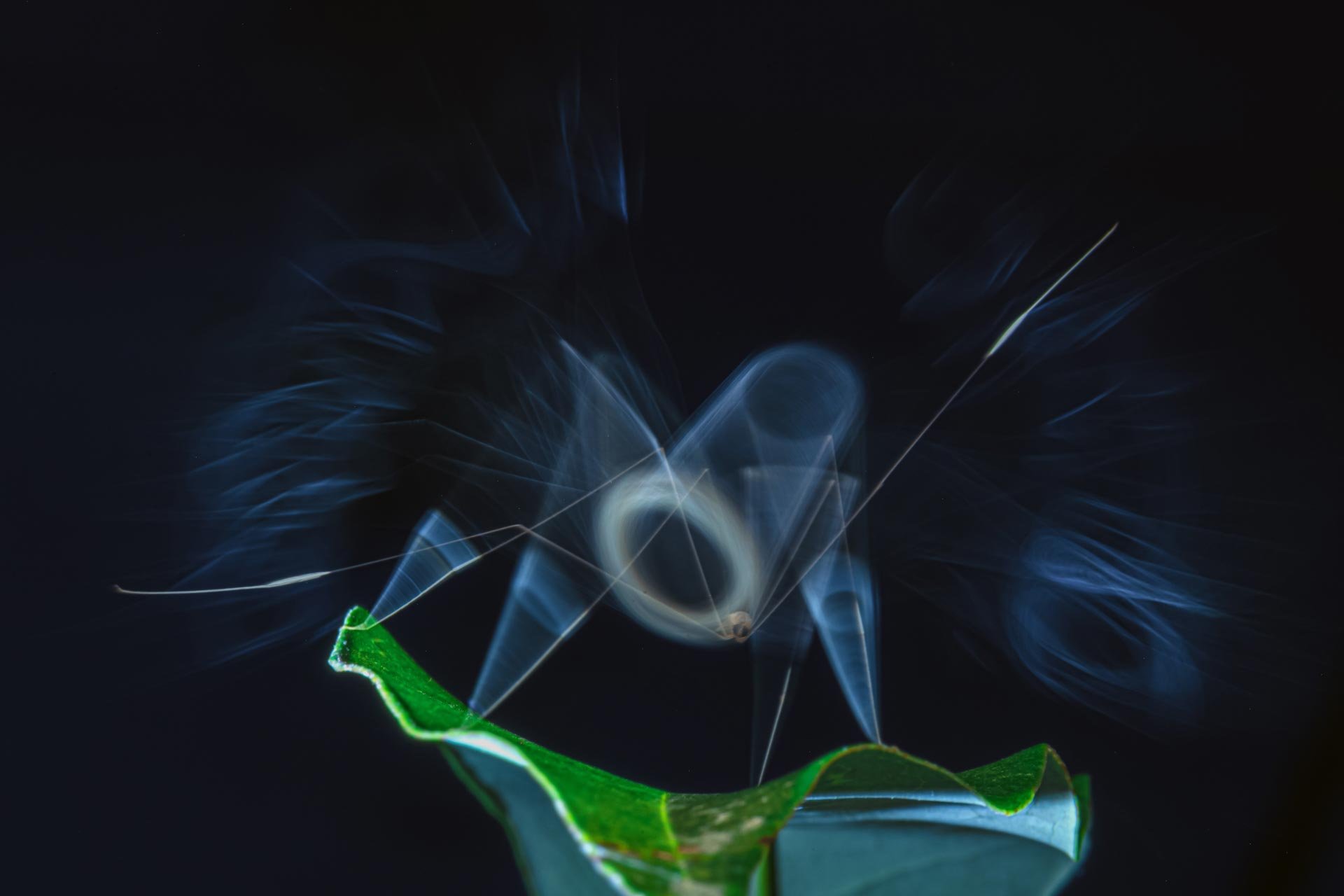 A cranefly settles on a thin twig