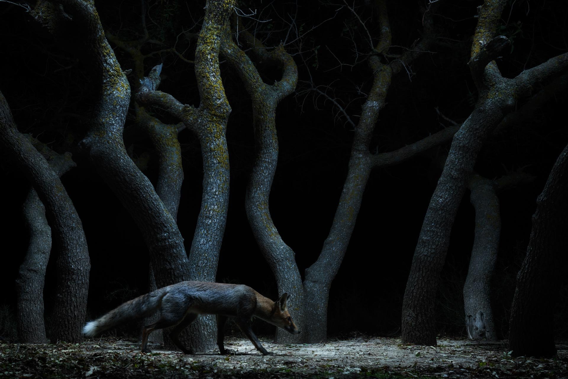 A fox on a nighttime prowl in front of some oddly shaped trees 