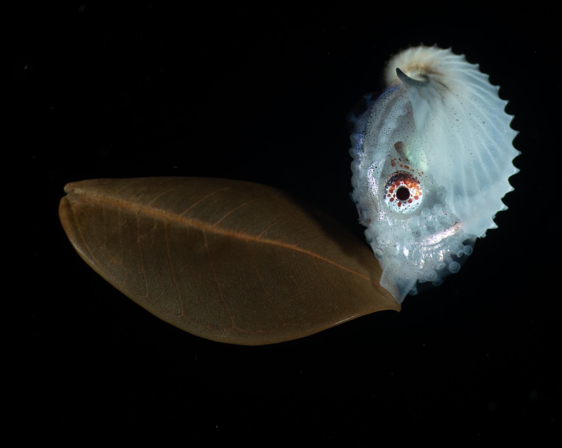 a female Paper Nautilus clings to a drifting leaf