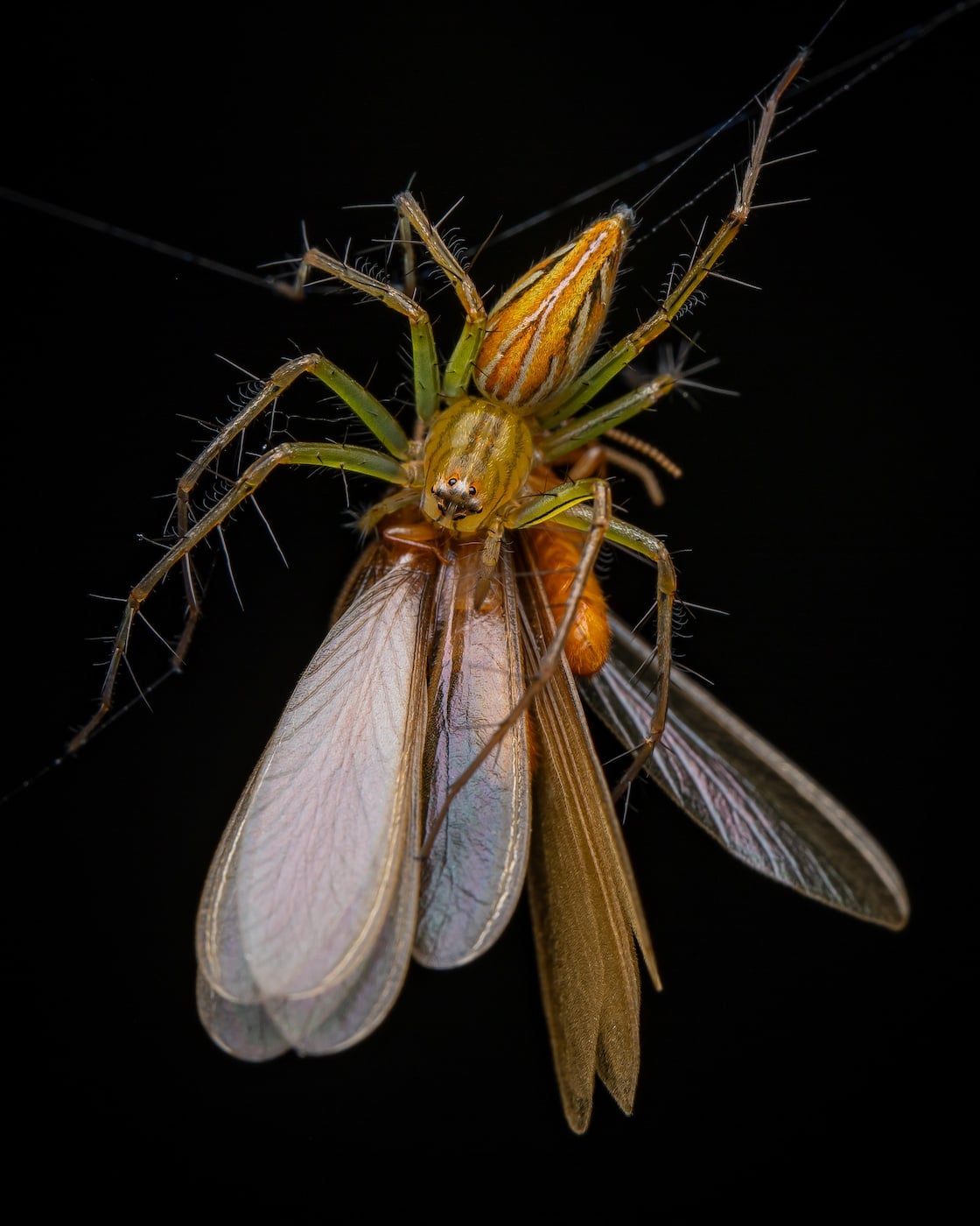 A lynx spider (Oxyopes sp.) feeds on a few termites in Hong Kong