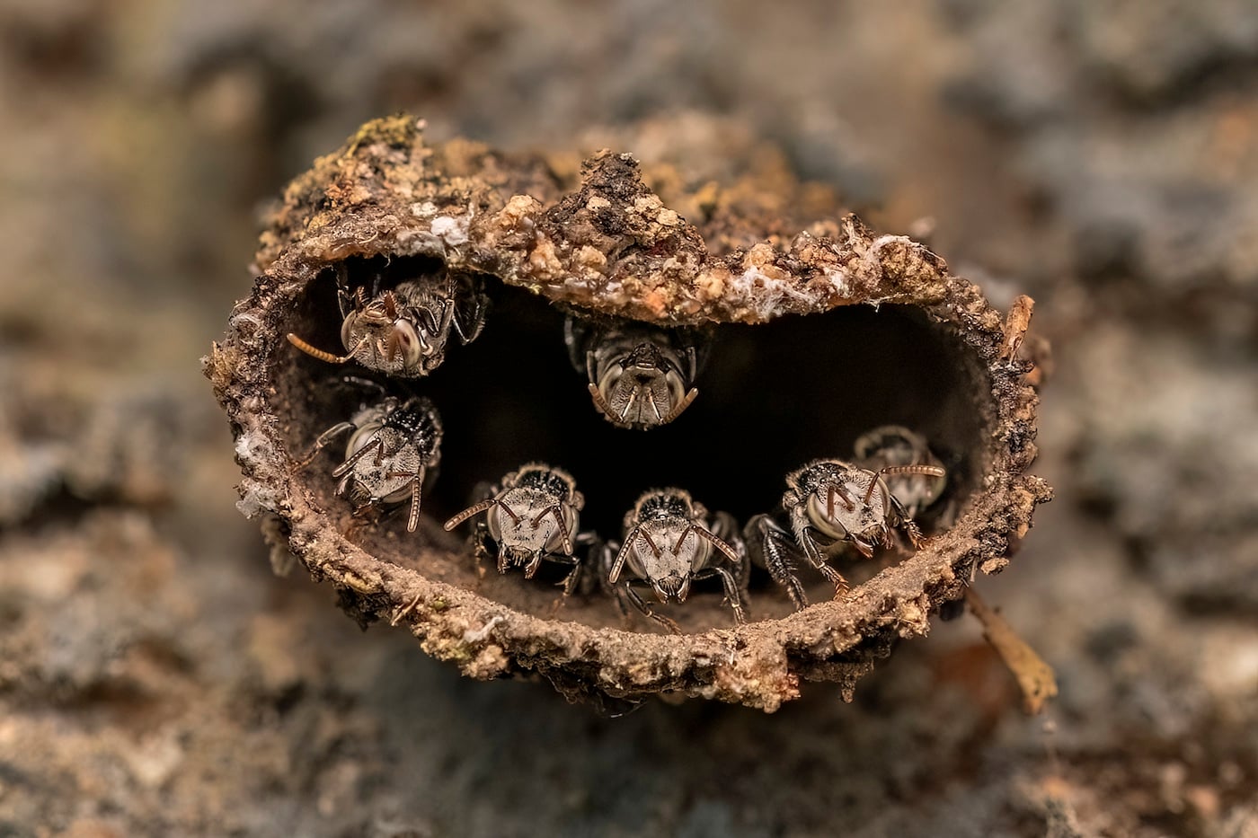Stingless bee (likely Tetragonula sp.) nest in Mezhathur, Kerala, India