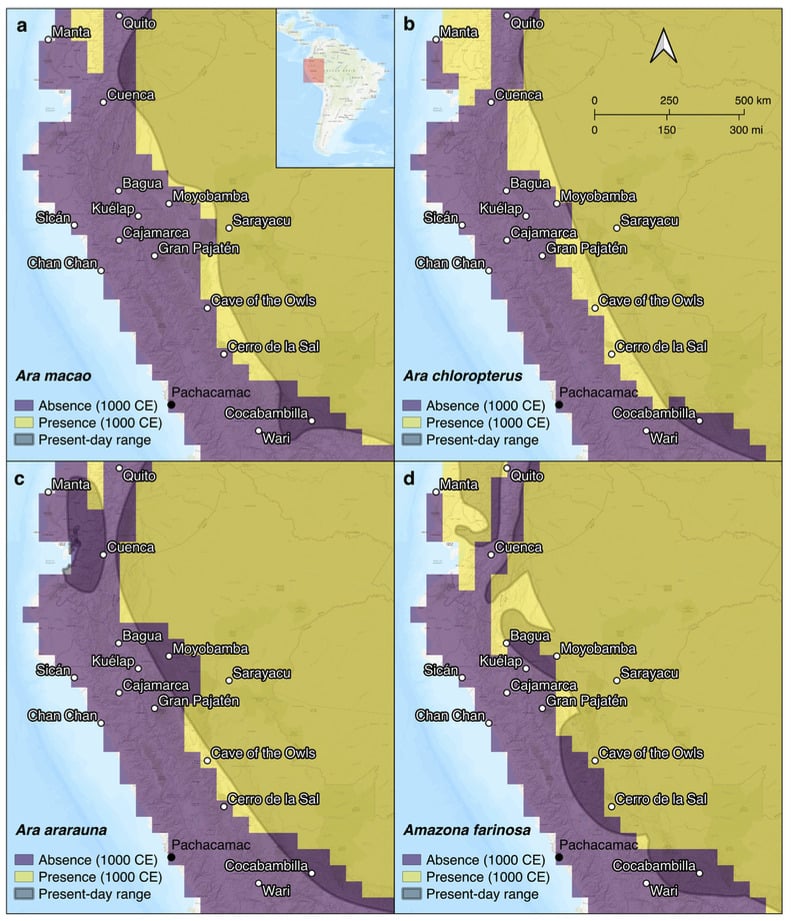 Parrot Distribution Map South America