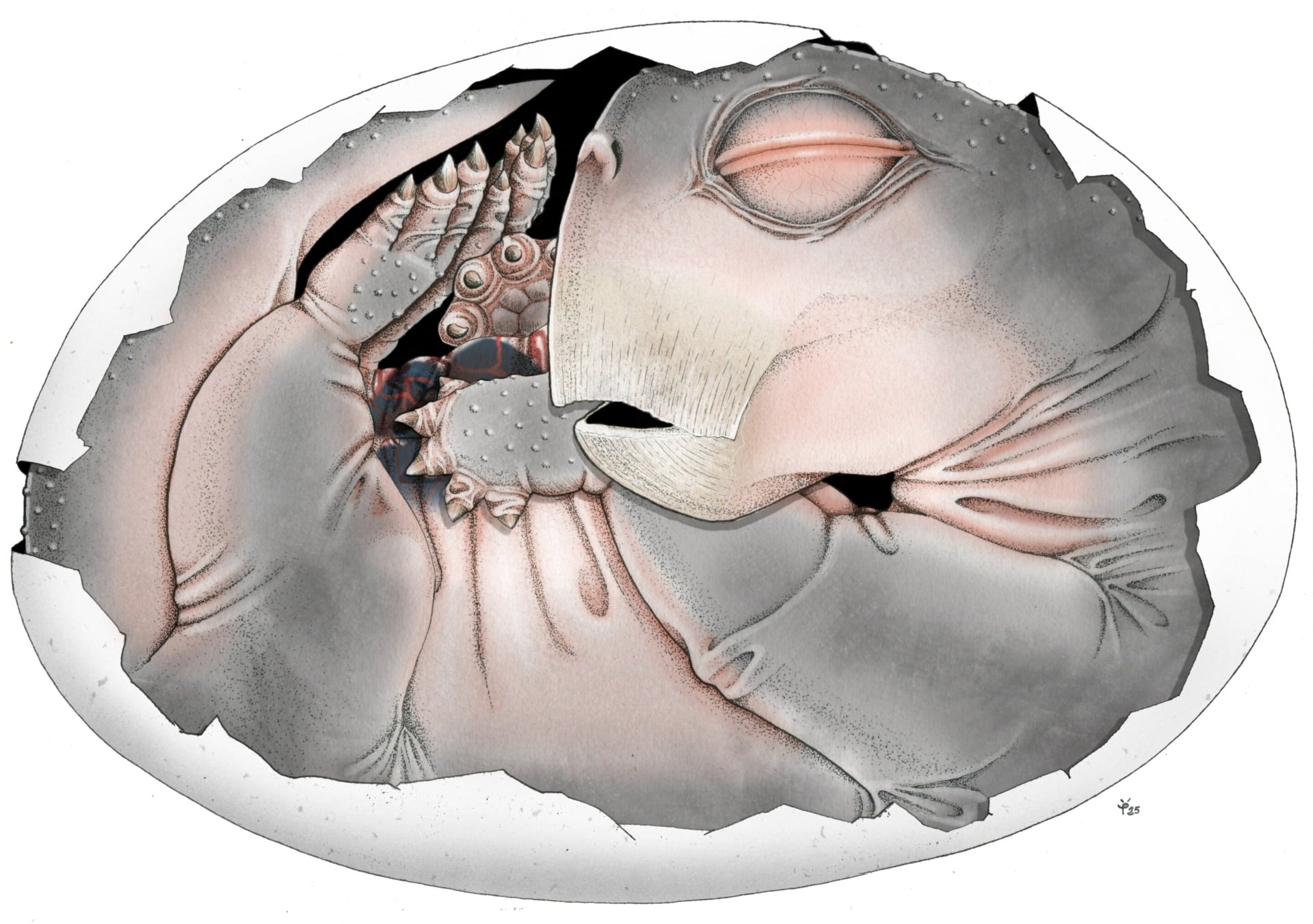 Lystrosaurus Embryo Illustrated Reconstruction