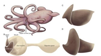 Finned Octopus Graphic Representation