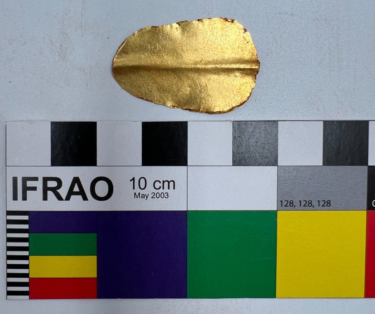 Golden Tongue Oxyrhynchus