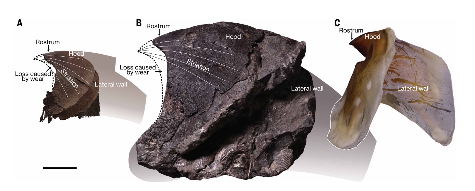 Octopus Jaw Giant Squid Fossil Comparison