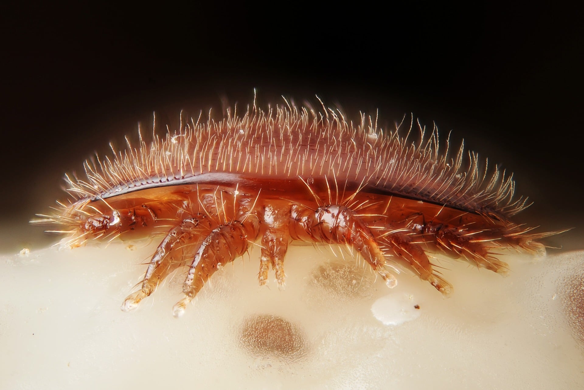 Varroa Destructor