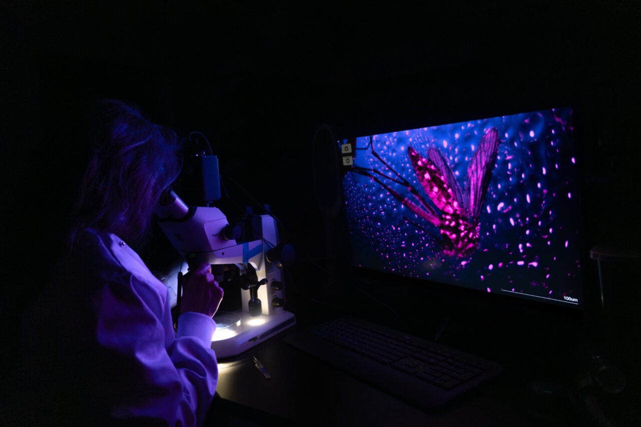 Nature Saw2026 Microscopic Fly Credit Shayanta Chowdhury Hr