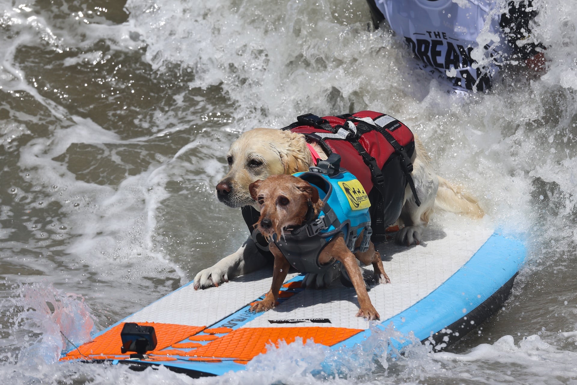 Bradley "Shortboard" Cooper, Rippin' Rosie and Charlie compete as the "dream team" in the World Dog Surfing Championships on August 01, 2026 in Pacifica, California. 