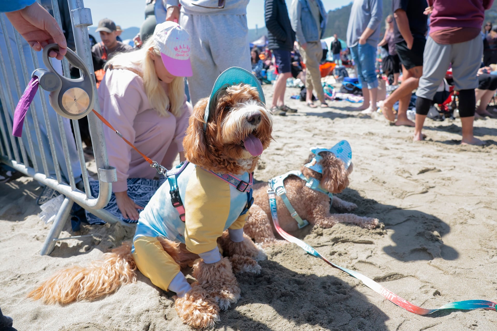 A crowd of over a thousand people and their dogs gather to watch the World Dog Surfing Championships on August 01, 2026 in Pacifica, California.