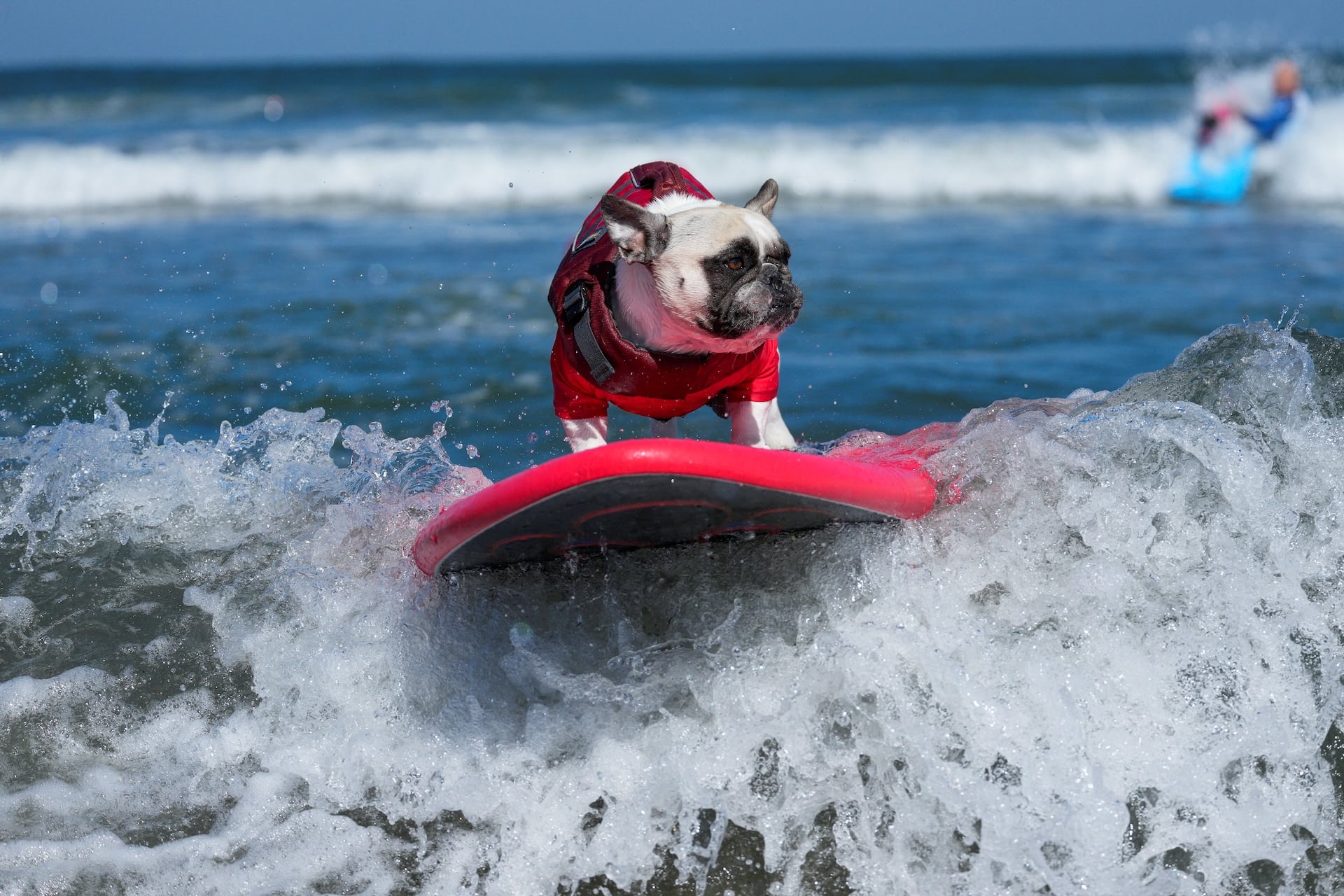 Rocket competes during the World Dog Surfing Championships in Pacifica, California, on August 1, 2026. 