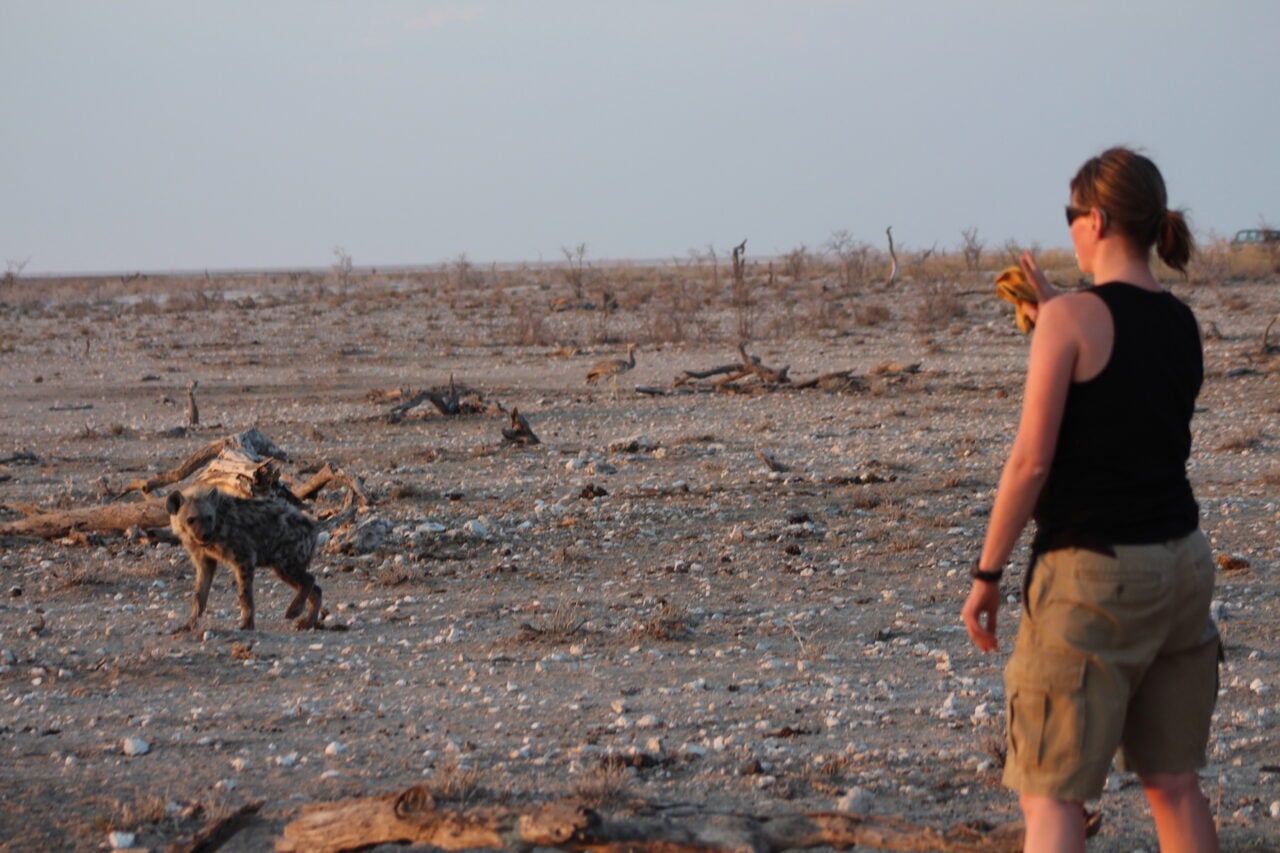 A Spotted Hyena From Etosha National Park